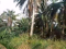 1.7 HECTARES OF OIL PALM FARM FOR SALE