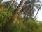 PALM TREES PLANTATION FOR SALE